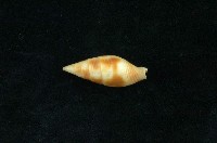藏品( 塊斑筆螺)的圖片